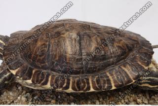 tortoise shell 0012